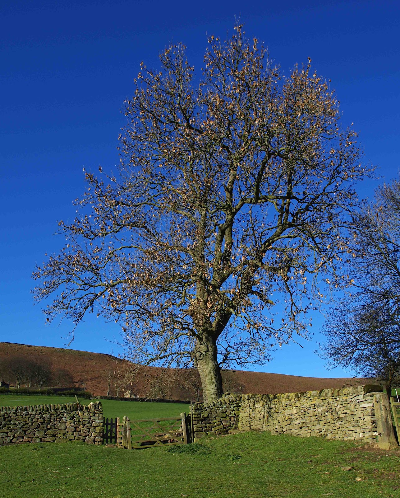 Stooping Trees Out & About: Robin Hood's Stoop