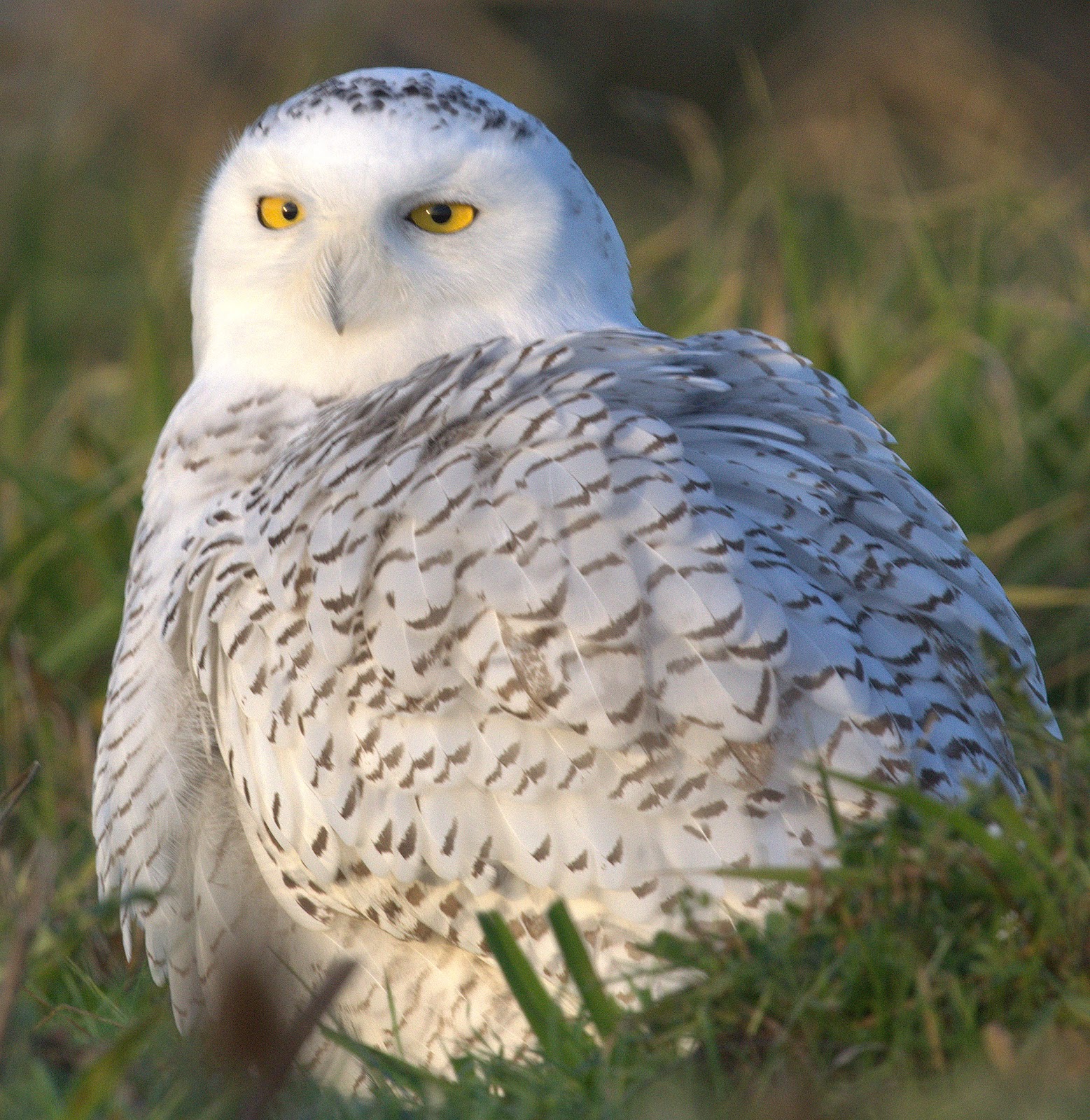 clearlyconfused: Snowy Owl Irruption at Thanksgiving!