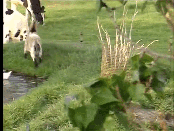 Funny animal gifs - part 102 (10 gifs), funny gif, bunny kicks baby goat in the face
