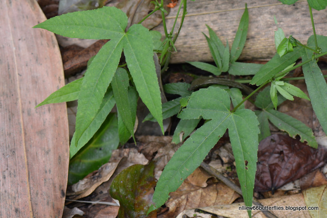 The Forested Path (and Beyond): BUTTERFLIES of RAUB: The Common Castor ...