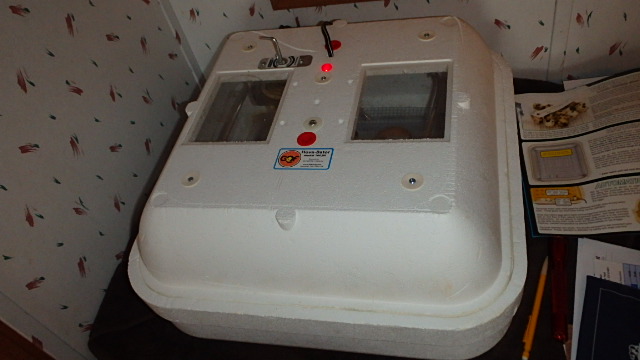 The Handspun Homestead: Setting Eggs in the Incubator