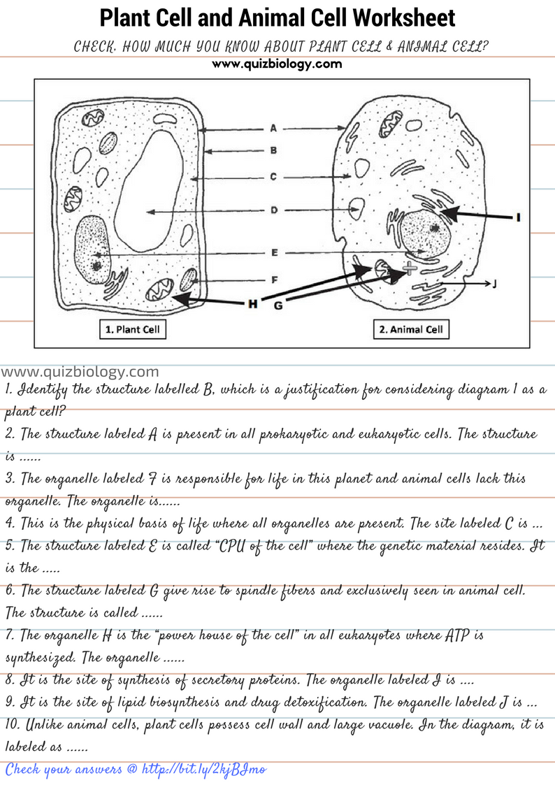 Plant Cell and Animal Cell Diagram Worksheet PDF With Regard To Animal Cell Worksheet Answers