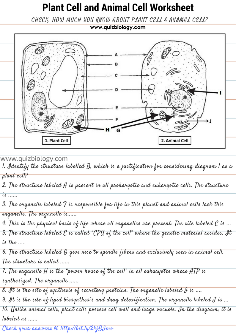 Plant And Animal Cells Diagram Answer Key