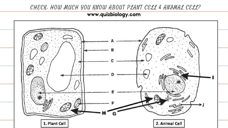 Plant Cell and Animal Cell Diagram Worksheet PDF