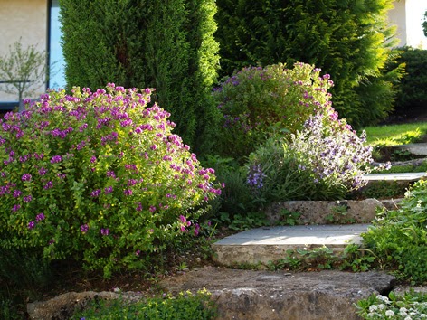 polígala mirtifolia