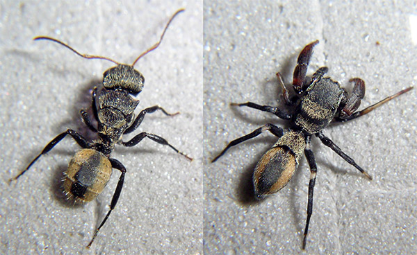 Watch this spider pretend to be an ant Ants, Spider, Pretend