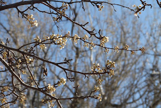 Bradford Pear almost blooming Bradford Pear almost blooming