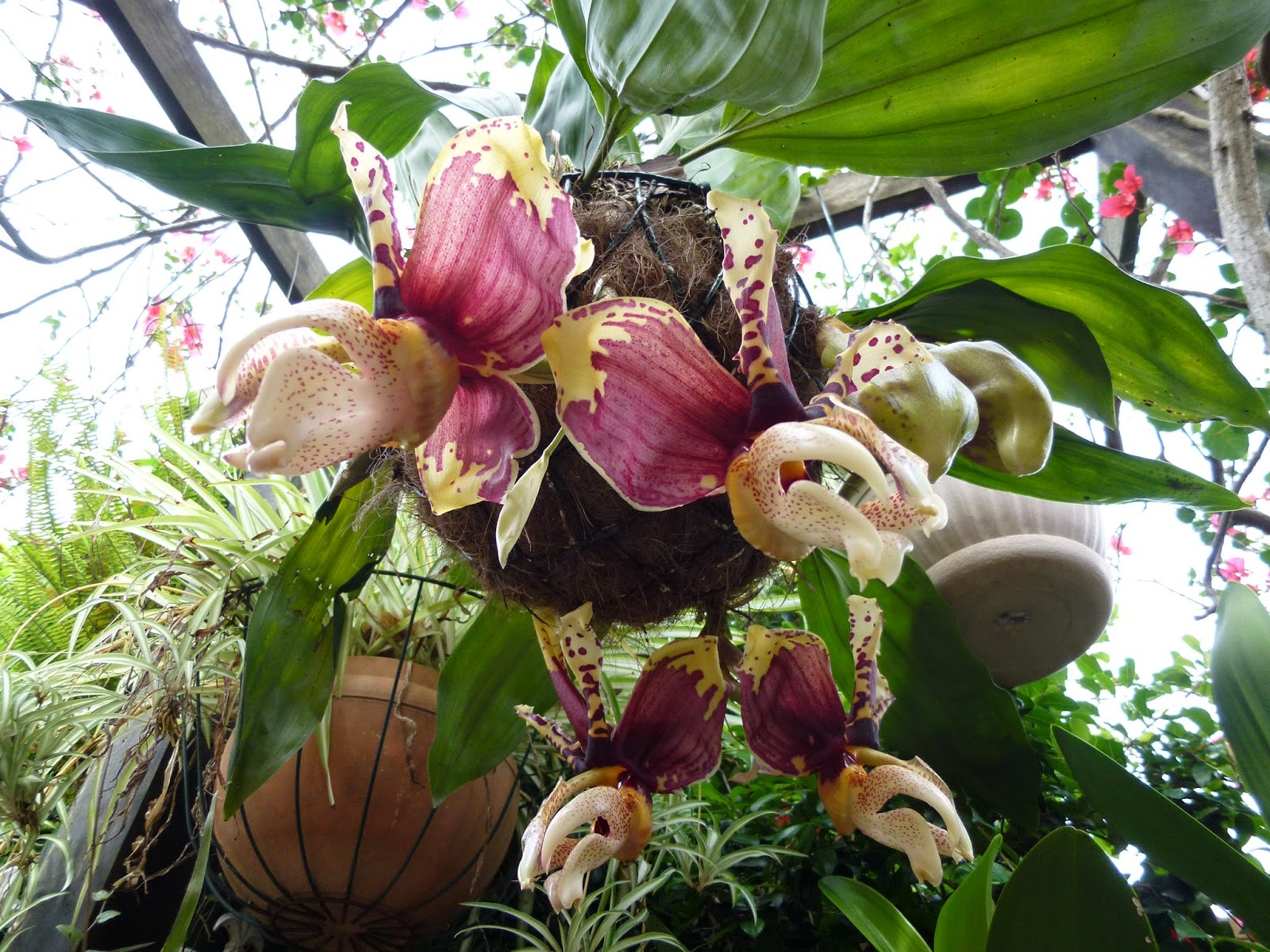 Singapore Kongsi (Australia) Upside Down Orchids