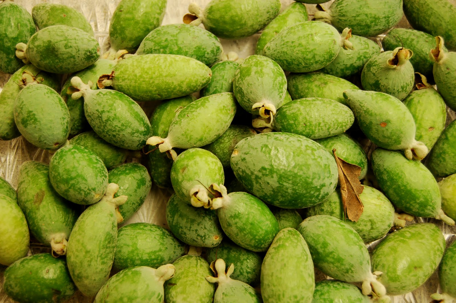 Winter Foraging -- Pineapple Guava