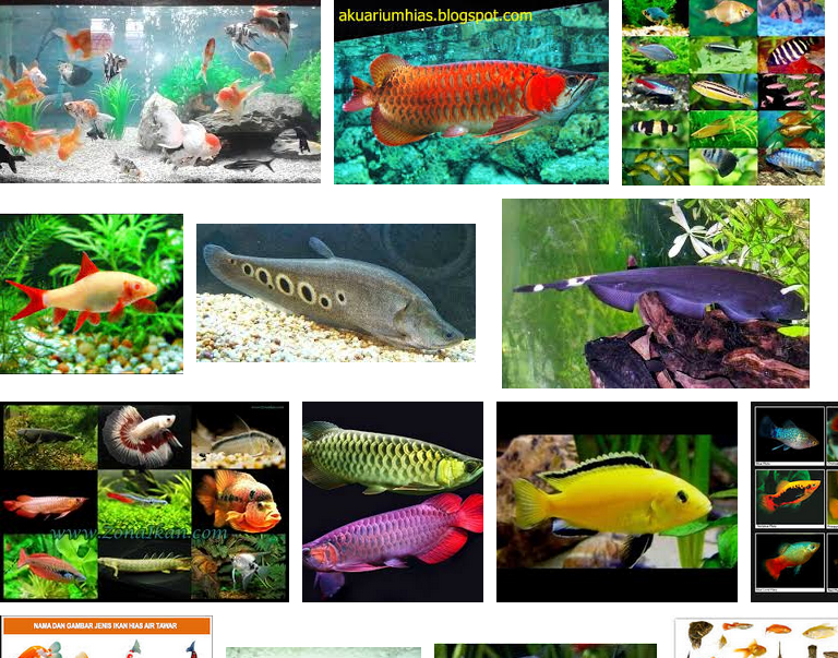 Jenis Ikan Hias Air Tawar Aquarium