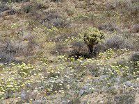 Wildflowers on Panorama Loop Trail, Black Rock Canyon, Joshua Tree National Park