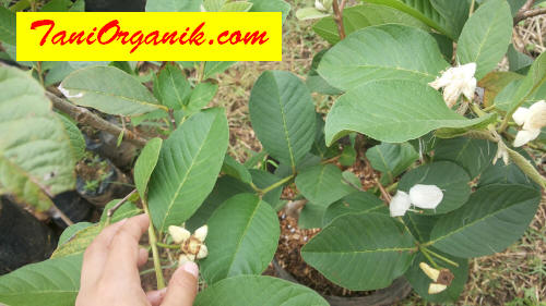 ZPT HORMONA cocok diaplikasikan untuk perkebunan jambu kristal komersial