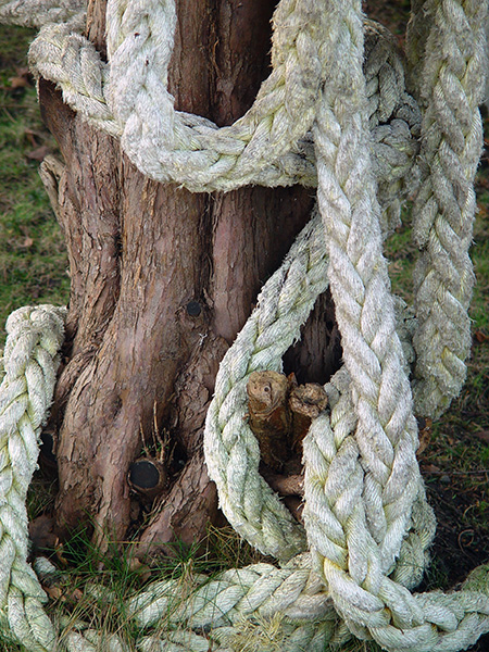 Frayed Rope Tree SUSAN MATTHEWS PRITCHARD