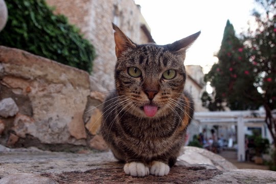 cat with tongue sticking out