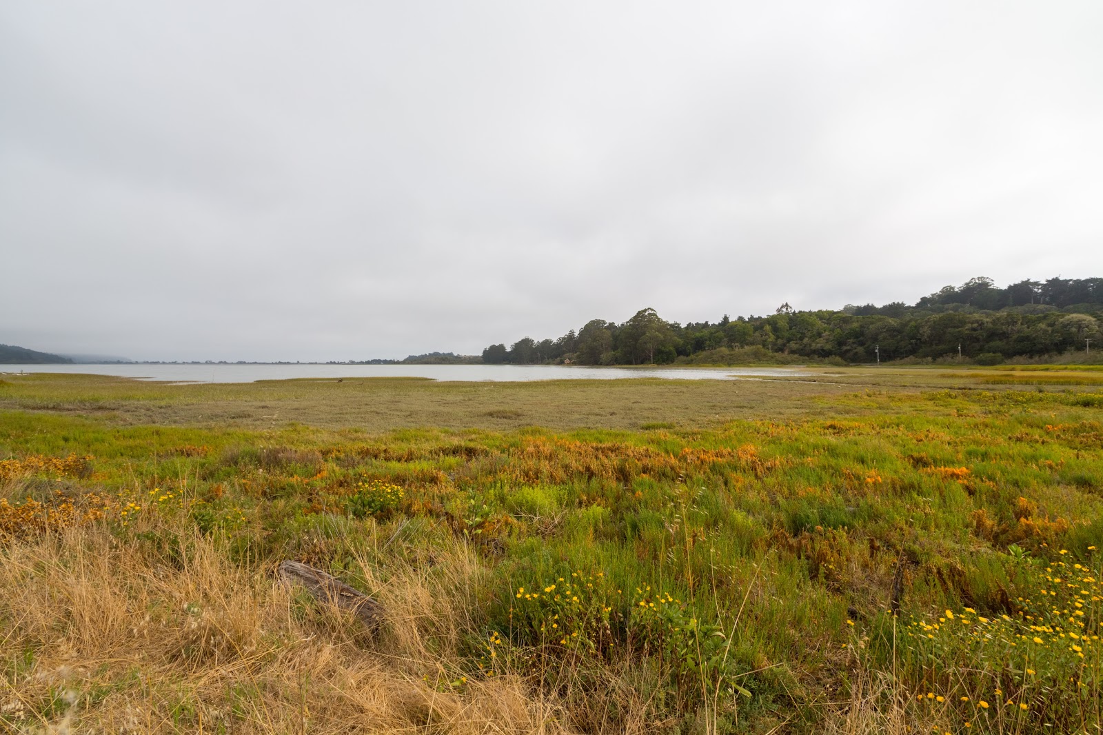 Naturetastic Blog Bolinas, CA