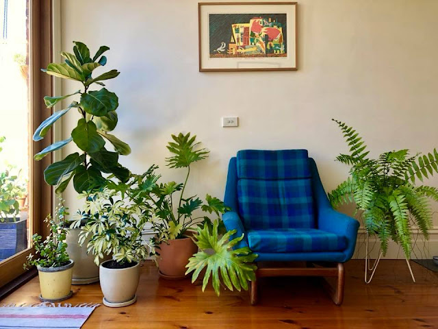 Indoor%2Bplants.jpg