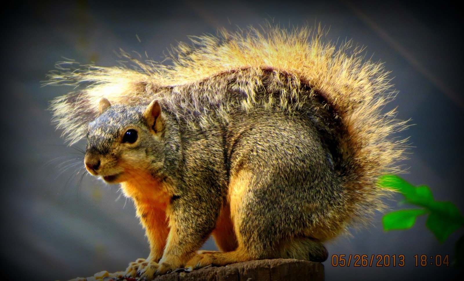 katescabinbirdsanctuaryintexas DONT TO SQUIRREL katescabinbirdsanctuaryintexas DONT TO SQUIRREL
