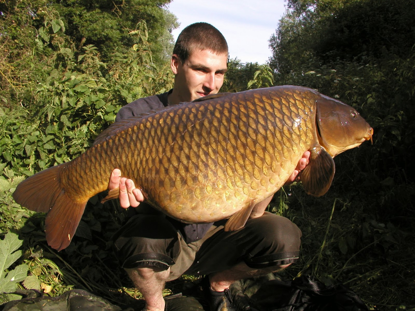 A lovely big common carp from Long Reach