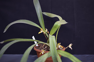 Maxillaria Picta