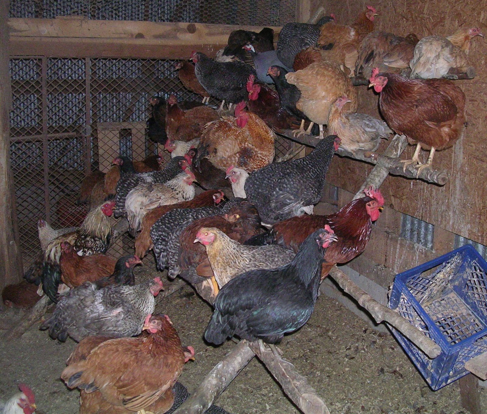 Milk and Honey Farm Why does feeding a chicken have to be so complex?