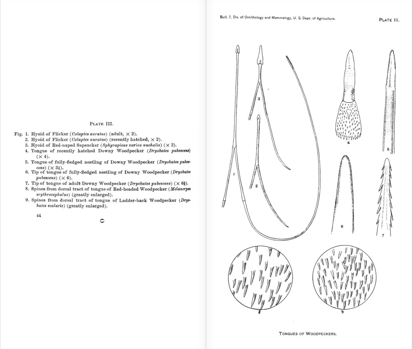 Laura's Birding Blog: More about Bird Tongues than a Normal Person