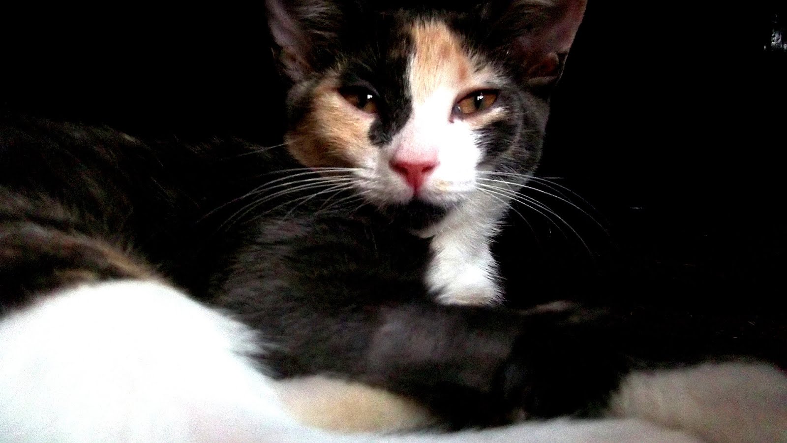 Pain Killer For Cats Cat Choices