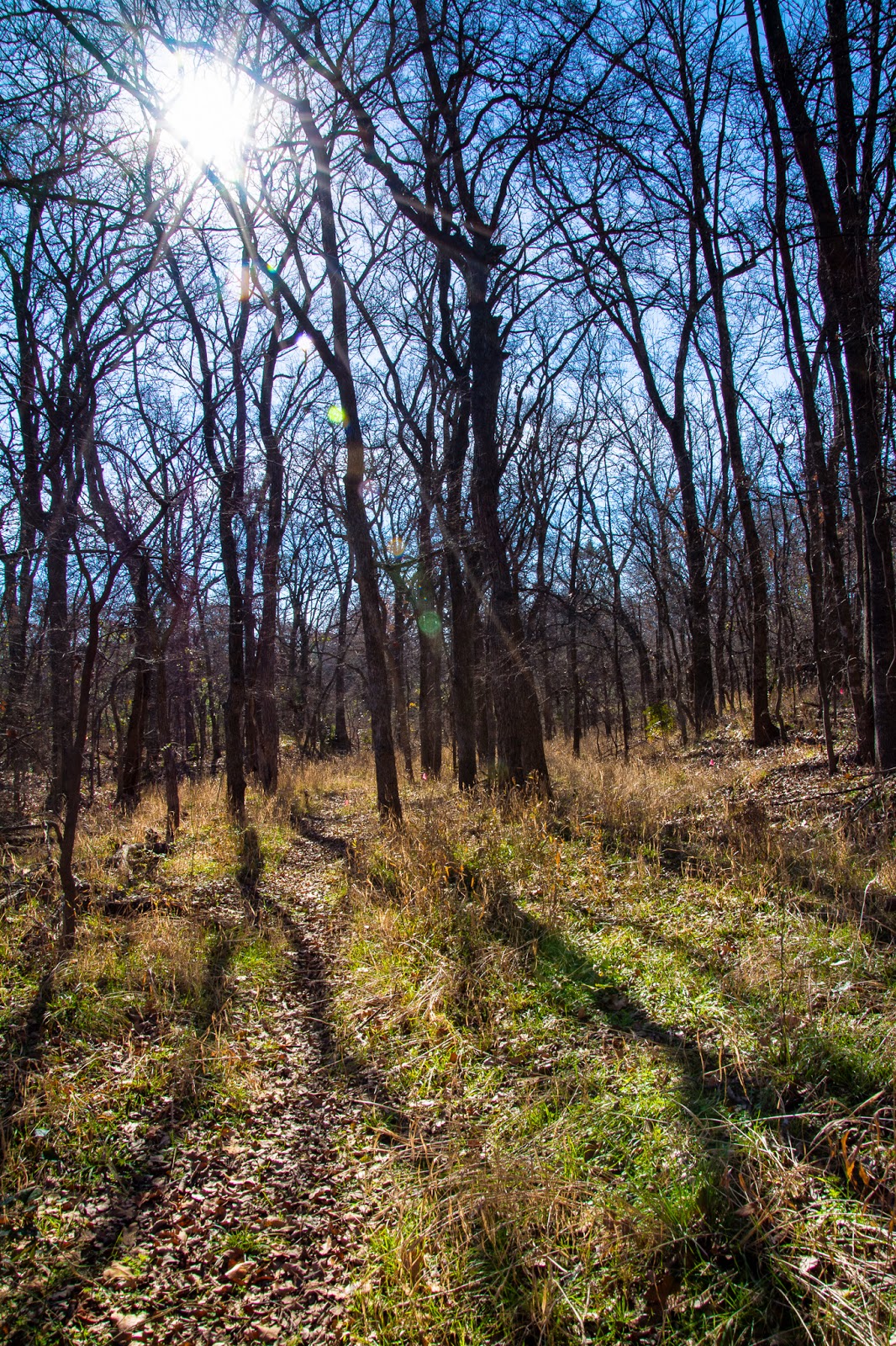 A Tree Falling Wichita Forest Trails