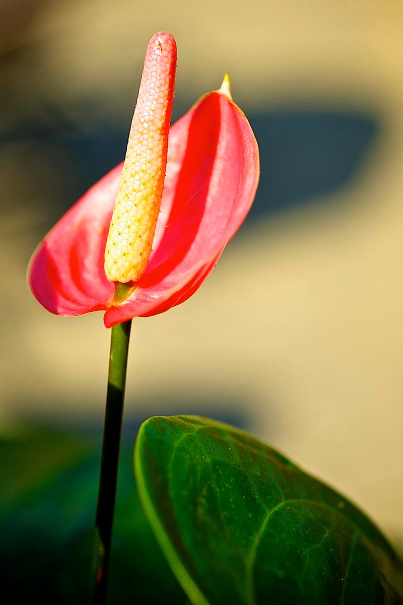 The Heart-Shaped Flower, Anthuriums