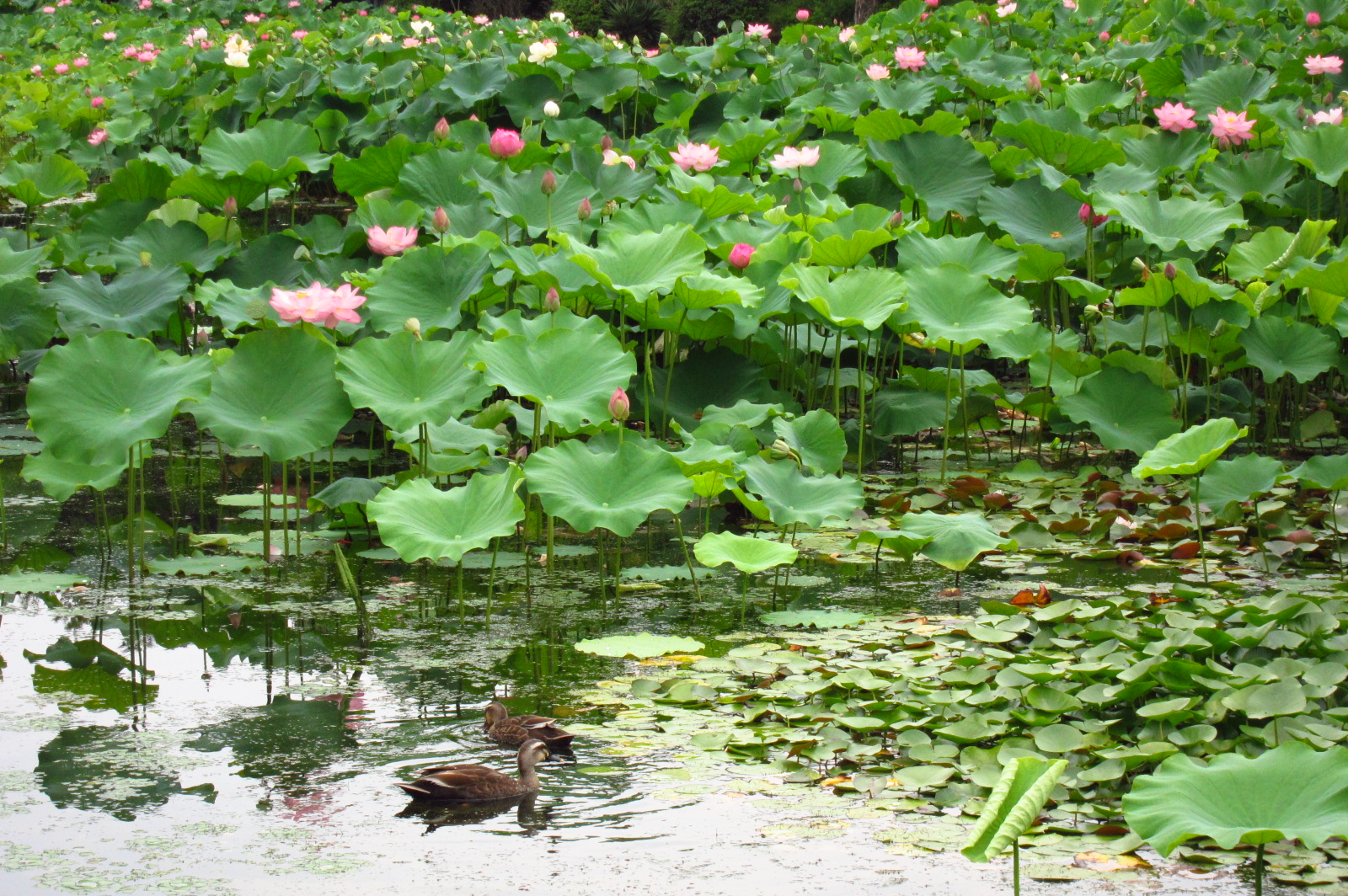 Round of the Seasons in Japan Lotus Garden