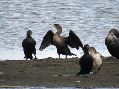 Sacramento National Wildlife Refuge