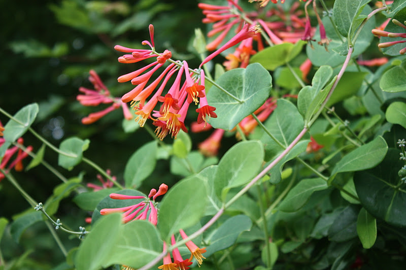 Nice starter plant Great as a Accent Plant Lonicera Vine 6-8 Tall Potted Plant Coral Star Honeysuckle