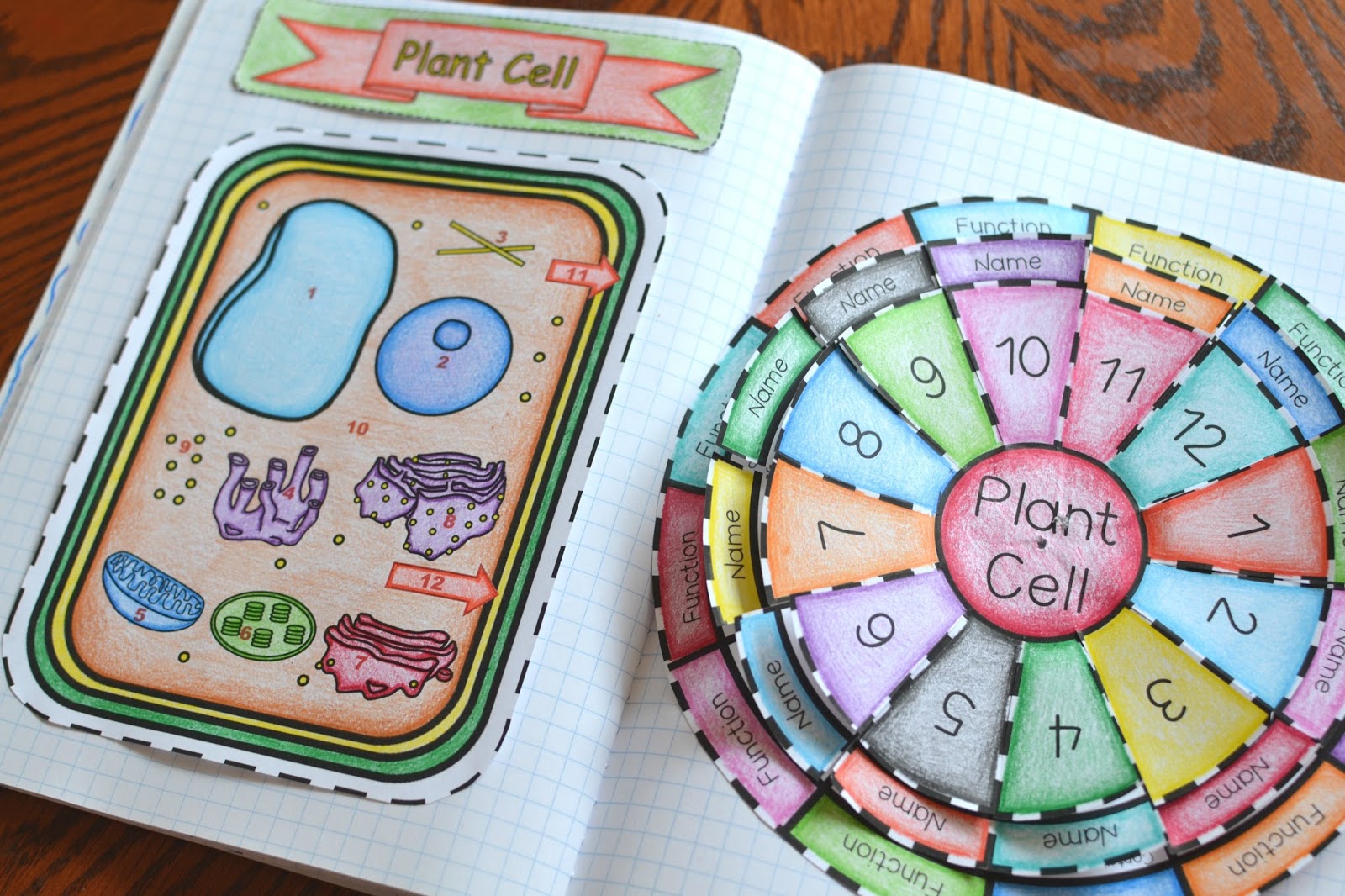 Math in Demand: Animal and Plant Cell Foldables