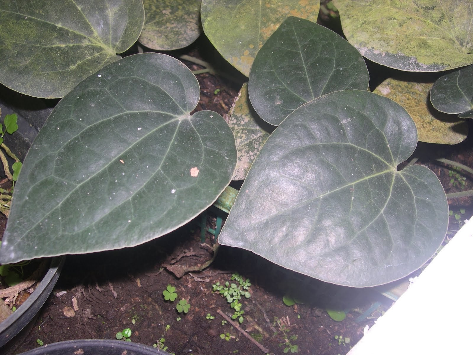 PT Pusaka Jawa Andalas Medan: DAUN SIRIH HITAM