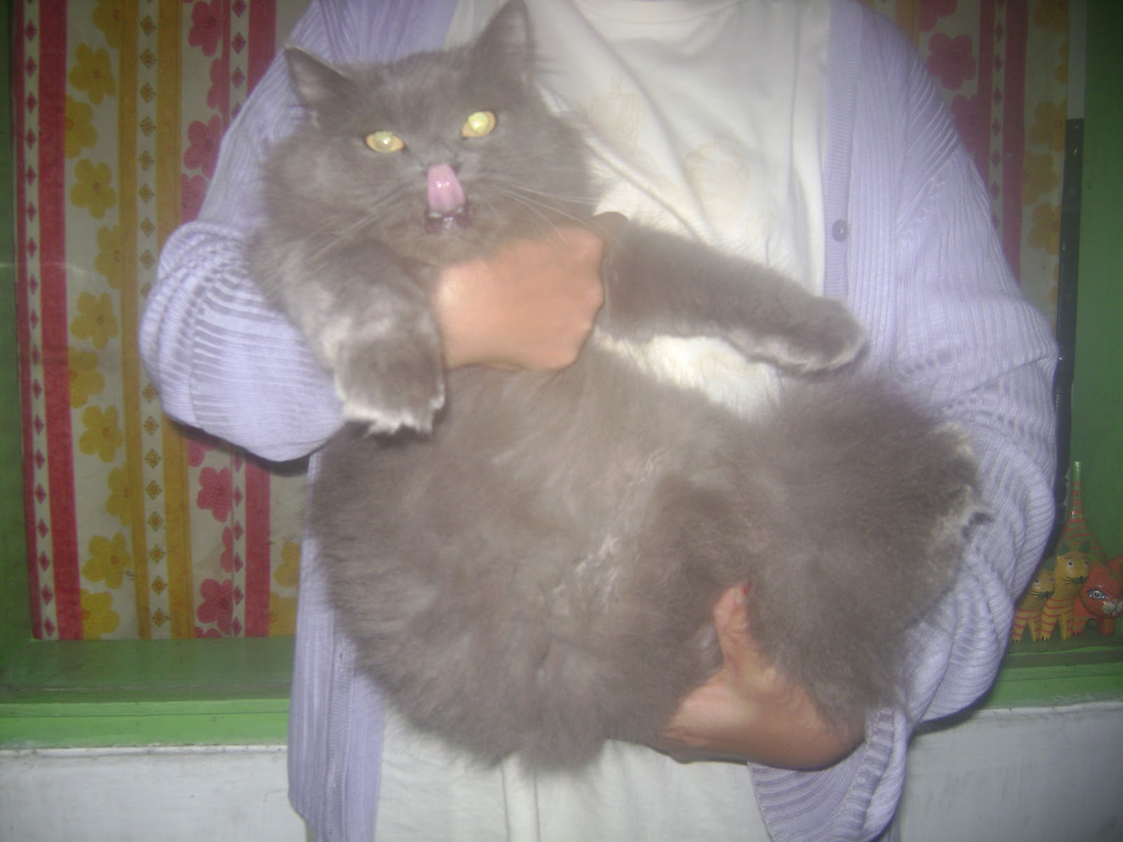 Genthonk Pet Shop: Kucing Persian Medium