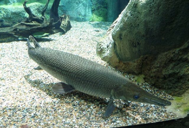 Cara Merawat Ikan Aligator Ikan Buaya Agar Cepat Besar Dan Sehat