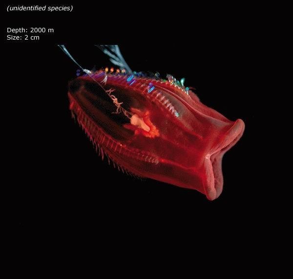 24 Weird Creatures from the Mariana Trench | Weird Things, Weird