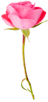 Flower_35.png