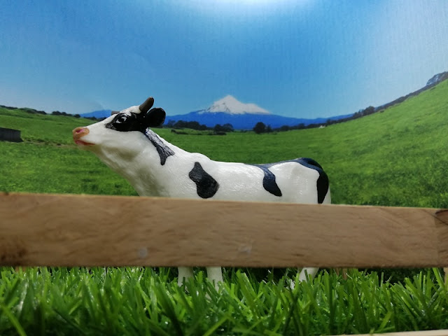 pemandangan ladang lembu di new zealand