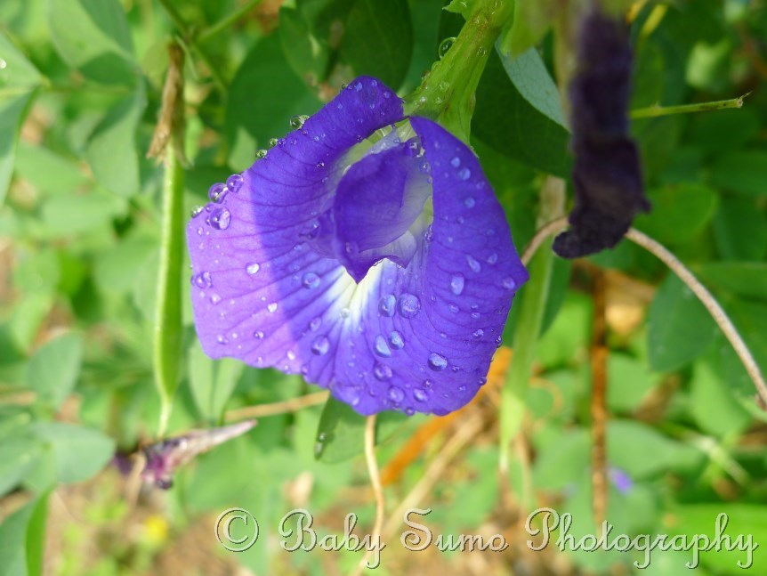 Baby Sumo Photography Clitoria / Blue pea flower (bunga