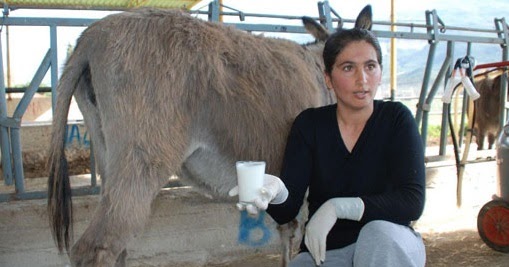 Eşşek Sütü Helalmi Harammı Eşşek Sütü İçmek Helal Olurmu? Bizimzaman