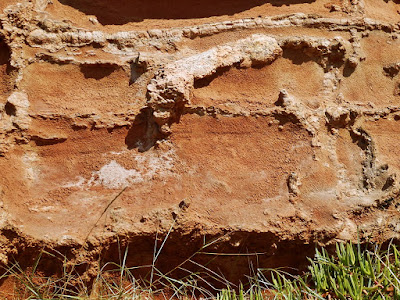 Fossils in the cliffs at Budleigh Salterton