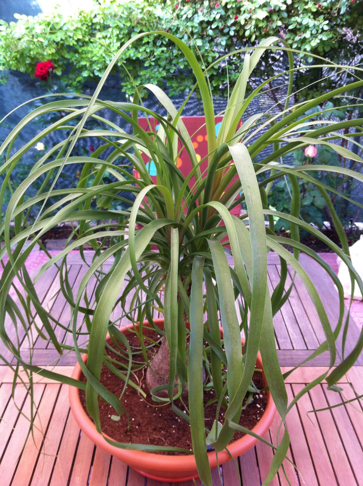 Planta - Nolina - Beaucarnea - Pata De Elefante en venta en San Isidro Bs.As. G.B.A. Norte por