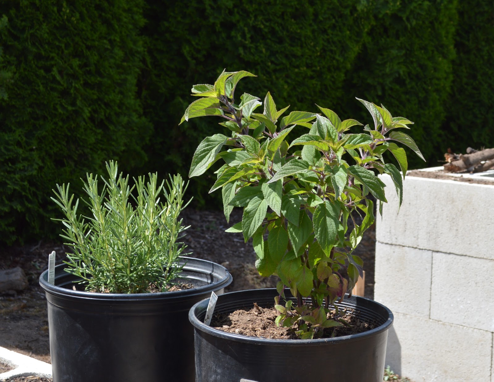 THETINCAT Pineapple Sage FIRST PLANT I BOUGHT THIS SEASON