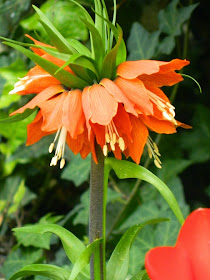 Crown Imperial Fritillaria imperialis Centennial Park Conservatory 2015  Spring Flower Show by garden muses-not another Toronto gardening blog