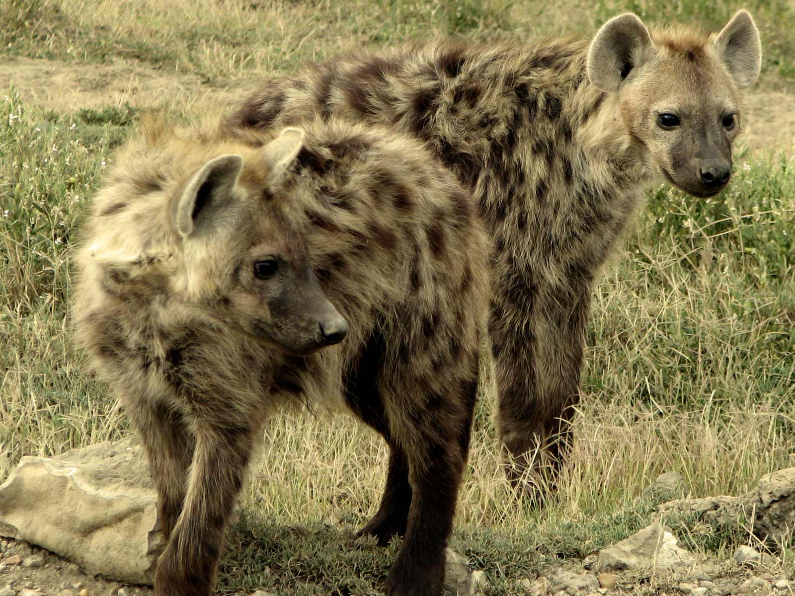 Beautiful Animals Safaris: Dangerous Hyenas Limping Uphill To Take The