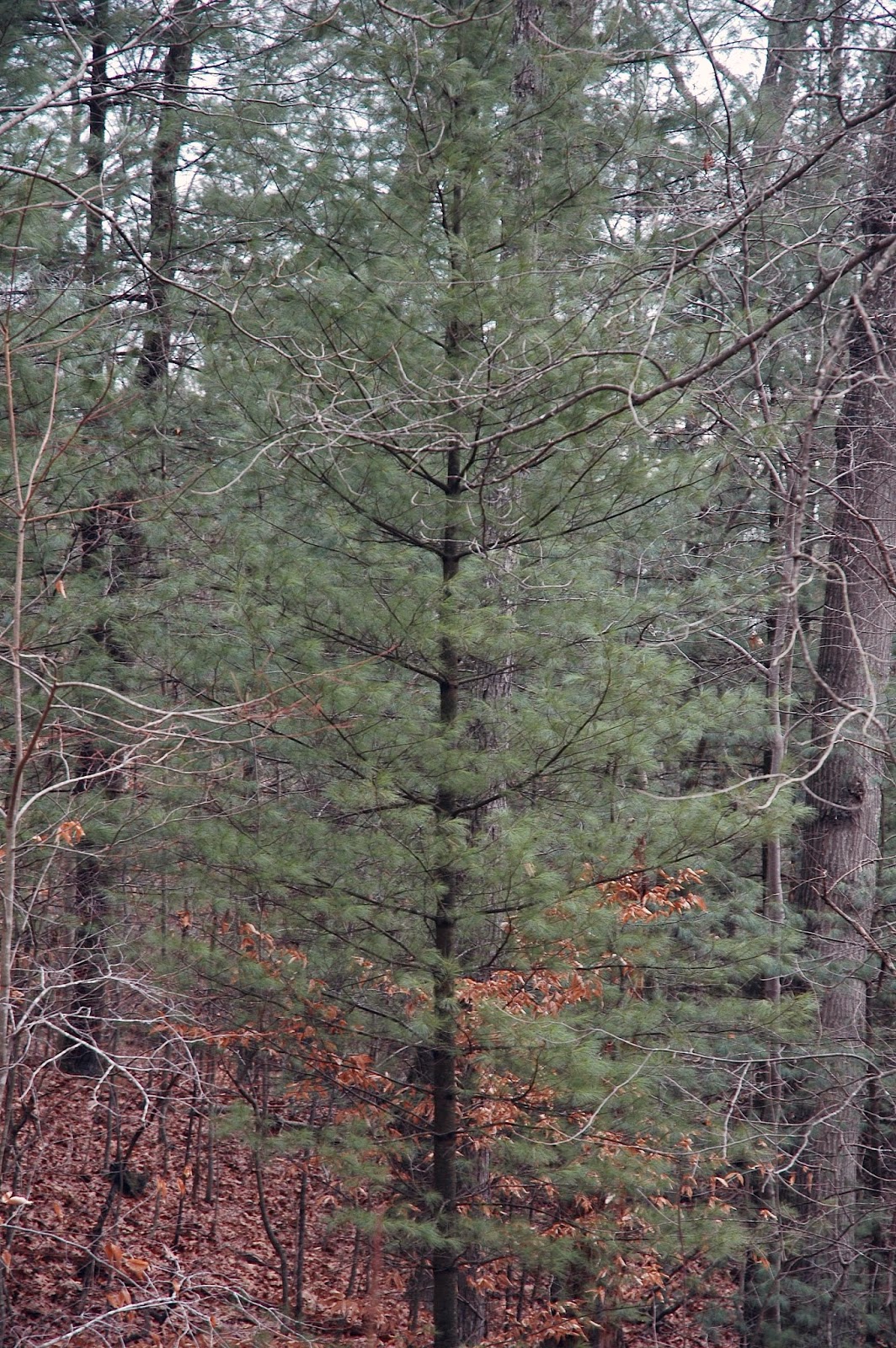 Field Biology in Southeastern Ohio Pines of Ohio
