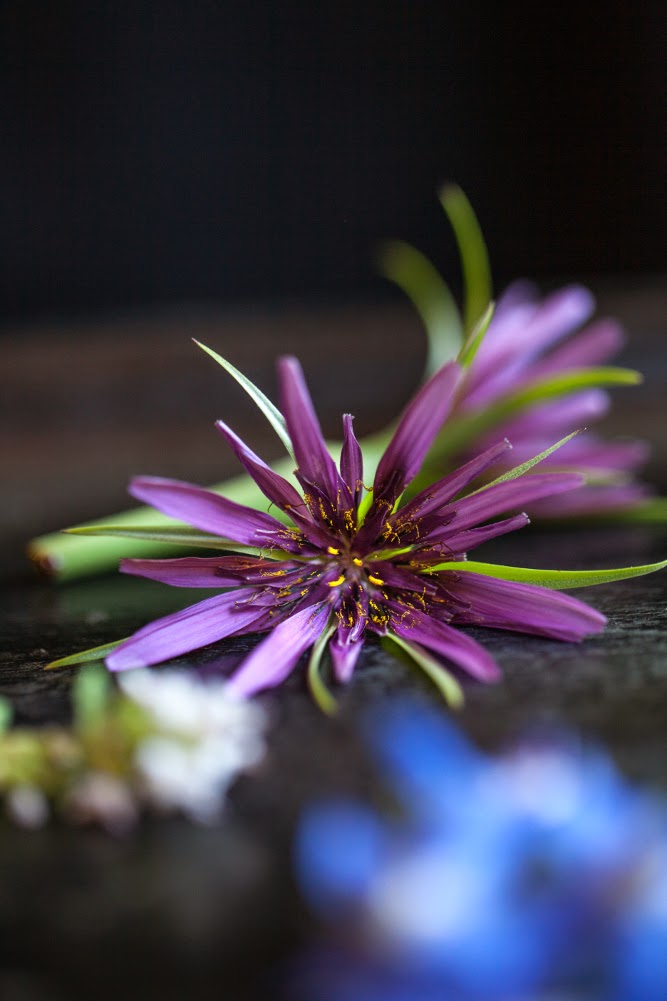 Crackers on the Couch: Edible Flowers, Salsify Flowers