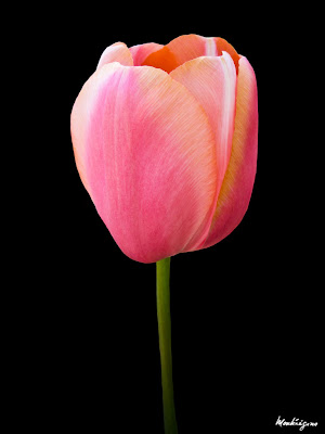 texture flower texture flower
