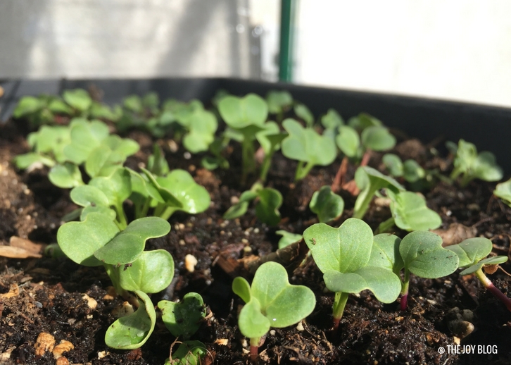 Radish Sprouts | Mini Greenhouse Updates - So Many Sprouts // WWW.THEJOYBLOG.NET