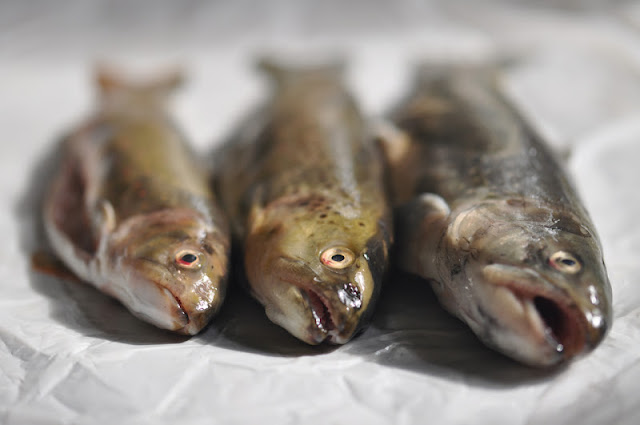 Forelle nach Müllerinart oder Da brat mir einer einen Fisch | ziiikocht Forelle nach Müllerinart oder Da brat mir einer einen Fisch | ziiikocht